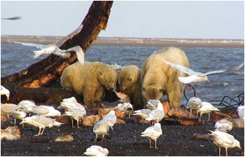 Hair reveals polar bear diet