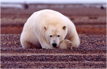 Polar bear preferred sea ice habitat