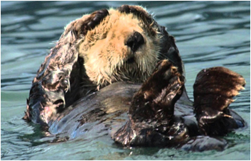 Unmanned Aerial Vehicles help scientists spy sea otters