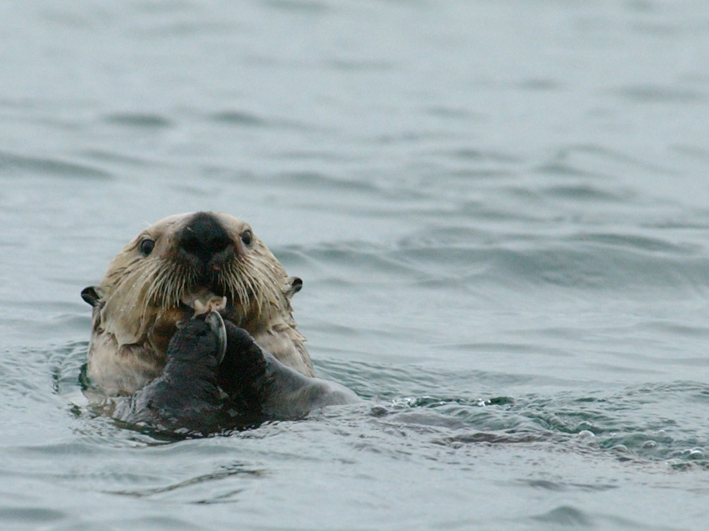 Hovering UAVs spot sea otters ecosystem keystone science / Photo by Randy Davis