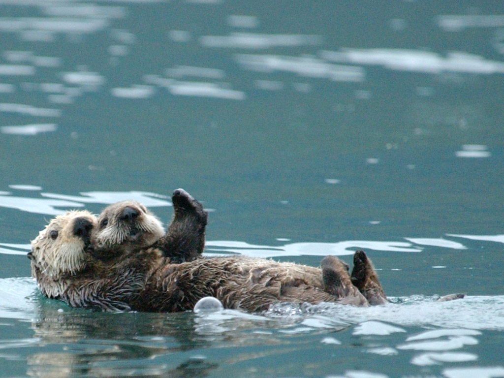 Otters impact their environment in ways that can benefit people / Photo by Randy Davis