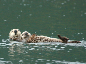 Mother otter with pup / Photo by Randy Davis