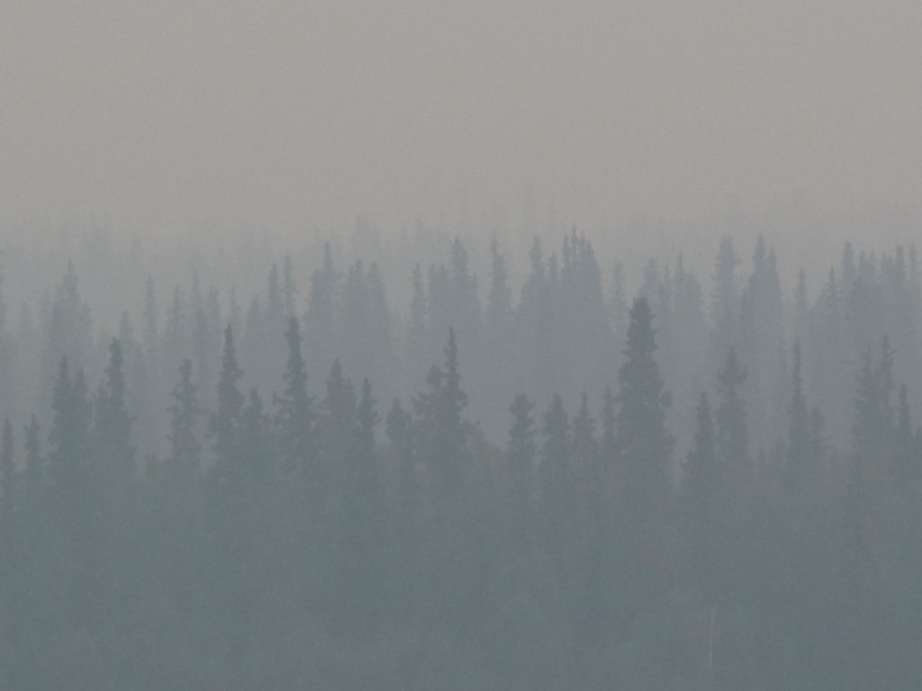 Burned Alaska forest might be the start of a different ecosystem. / Photo by Ned Rozell.