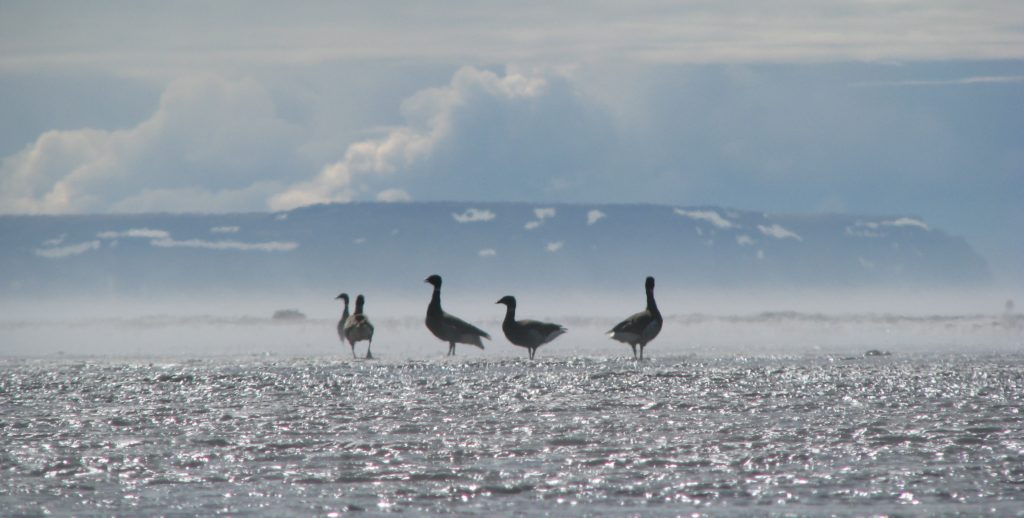 Birds in the Yukon-Kuskokwim Delta / Courtesy US Fish & Wildlife Service