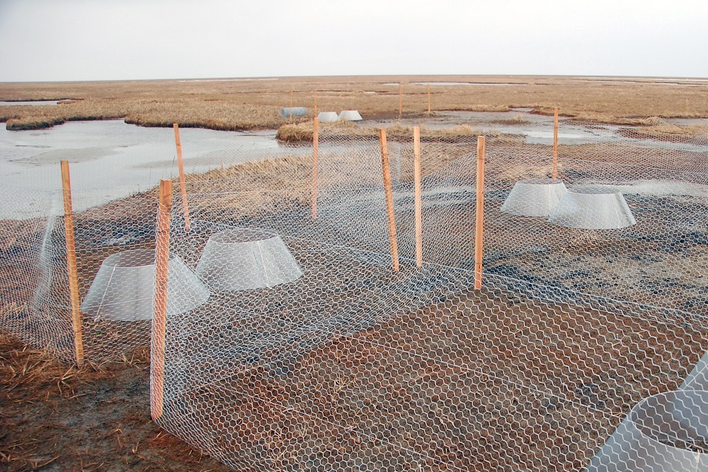 Growing vegetation interaction competition experiment Yukon Delta ecosystem