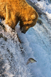 brown bear fishing Brooks Falls Alaska
