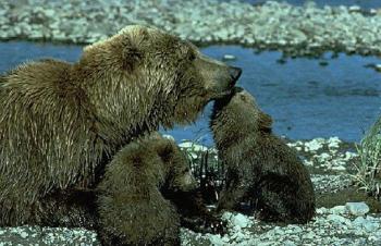 brown bear and cubs fishing