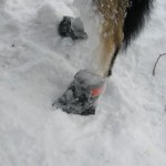 dog mushing frozen bootie
