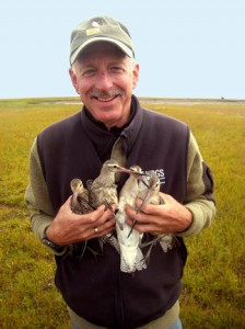 Bob Gill USGS godwits birds
