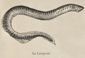 Lamprey engraving