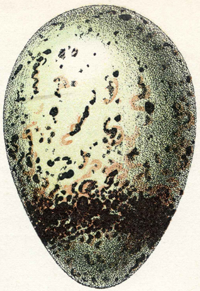 Guillemots egg