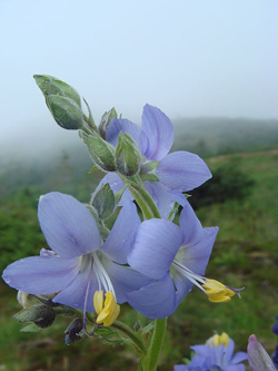 Alaska Widlflowers