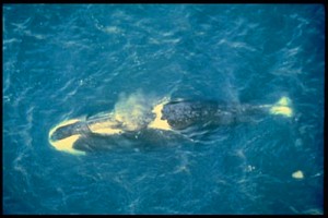 Bowhead Whale swimming