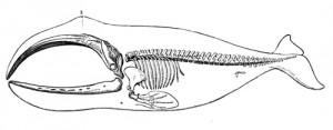 Bowhead Whale skeleton