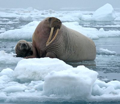 walrus - floe