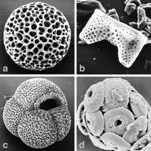 plankton microfossils ocean sediment