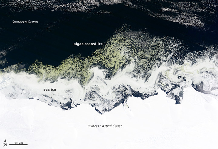iceberg algae Antarctica