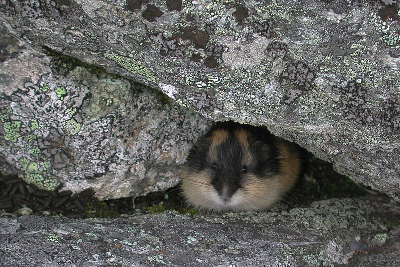 lemming Abisko National Park Norway