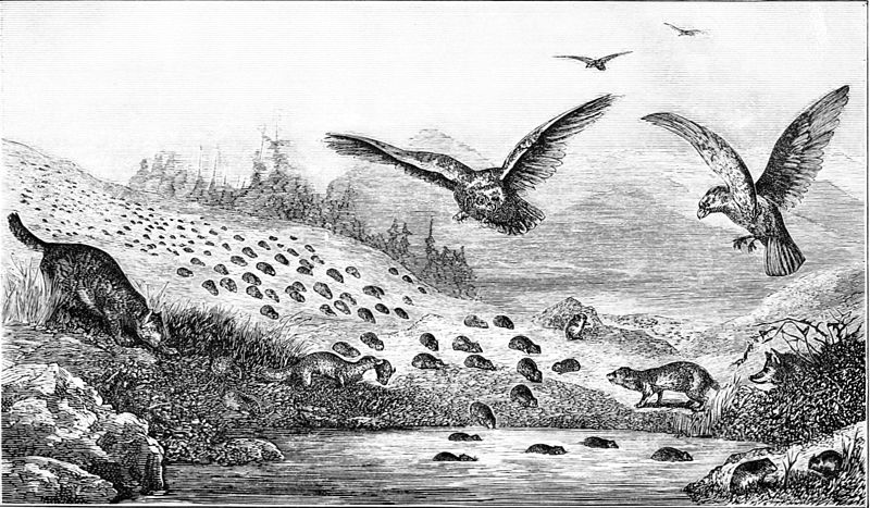 lemming migration