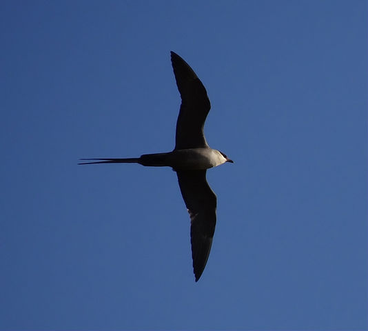 skua seabird