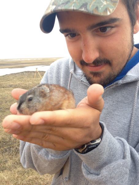 Humble lemmings are an Arctic keystone species
