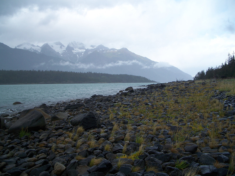 Seaside Arrowgrass in Alaska / Courtesy Bureau of Land Management. BLM AK930, Seeds of Success.