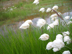 White Cottongrass BLM Seeds of Success Alaska