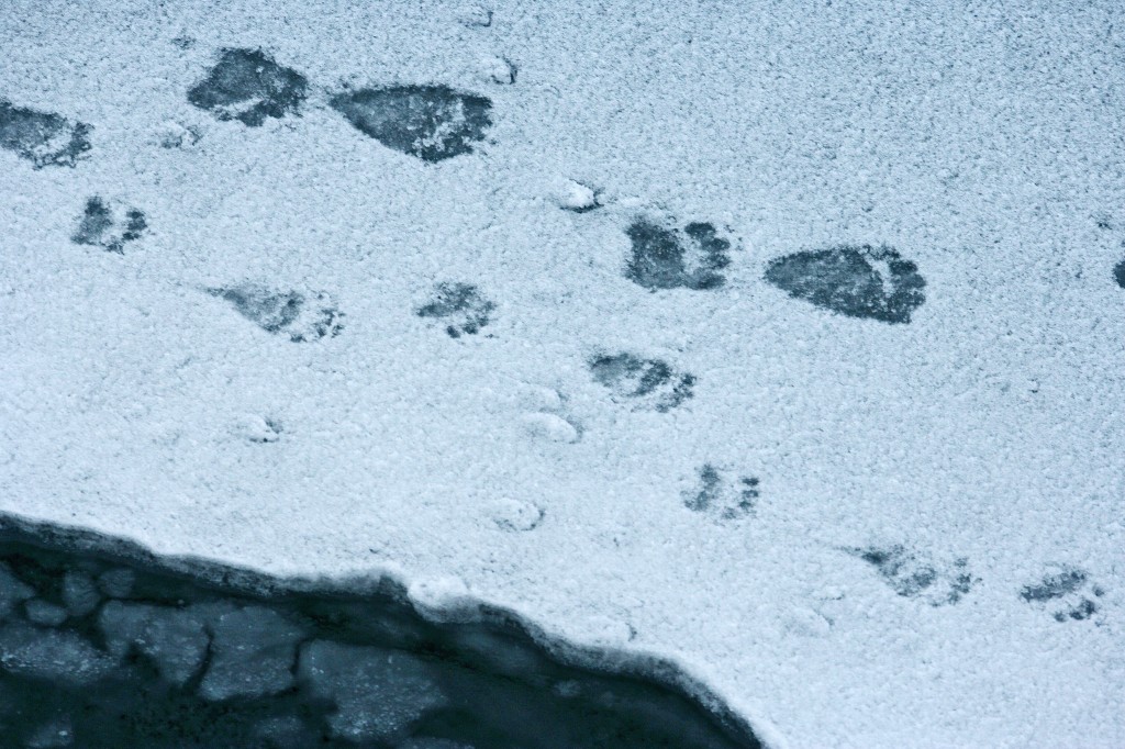 Polar bear tracks on the ice in the Arctic Ocean north of western Russia. NOAA's Ark - Animals Collection. / Image Mike Dunn, NC State Museum of Natural Sciences