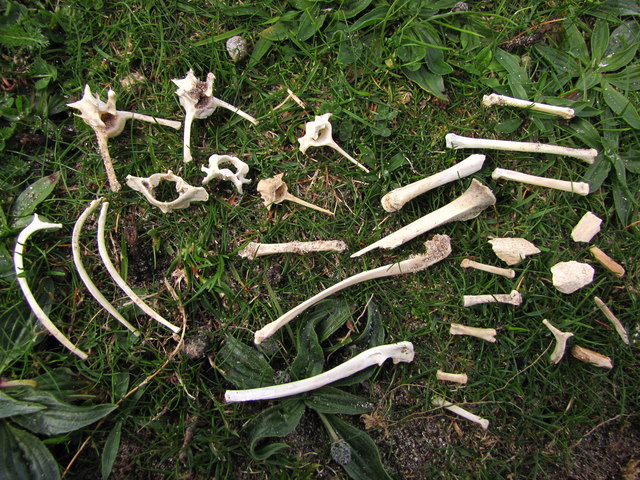 Osteoarcheology - finds from a midden. / Attribution John Tustin (Creative Commons Attribution-ShareAlike 2.0 license)