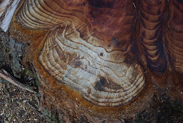 tree rings stump