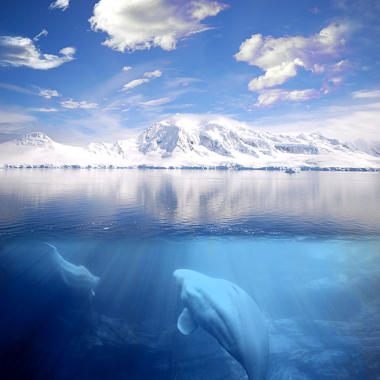 beluga whales under antarctic ice