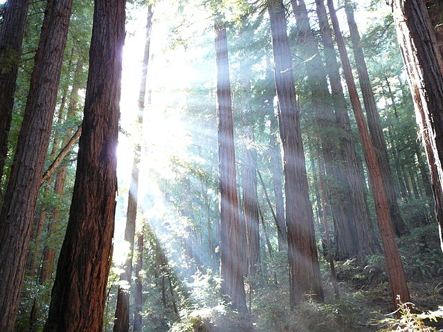 Sunlight shining through sequoia trees in Muir Woods, California. / (public domain)