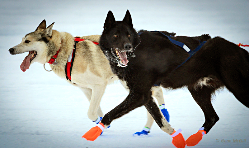 Yukon Quest sled dogs
