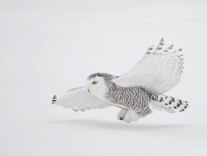 snowy owl flight over snow
