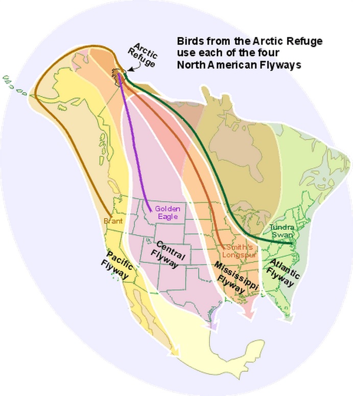 Alaska migratory flyways