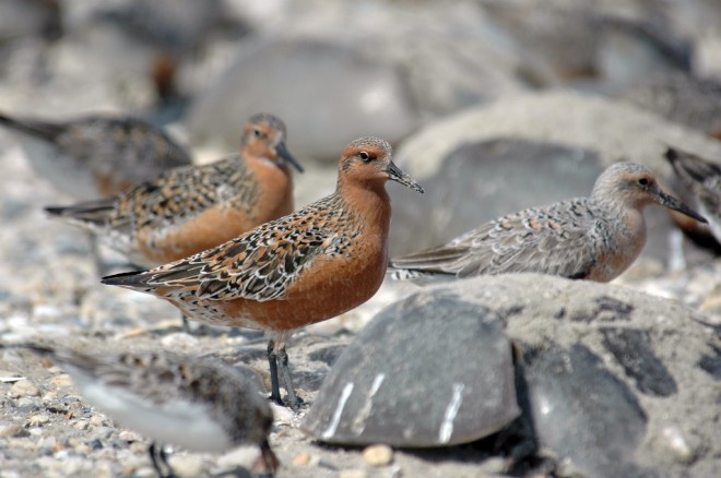 red knot birds
