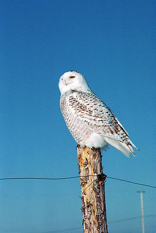 snowy owl fence perch