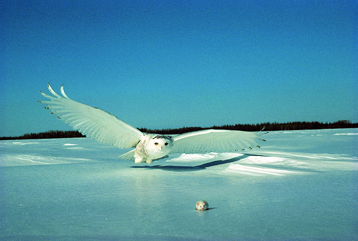 snowy owl catching mouse wings outspread