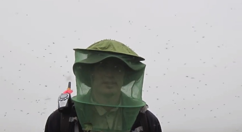 Alaska research insects mosquito netting