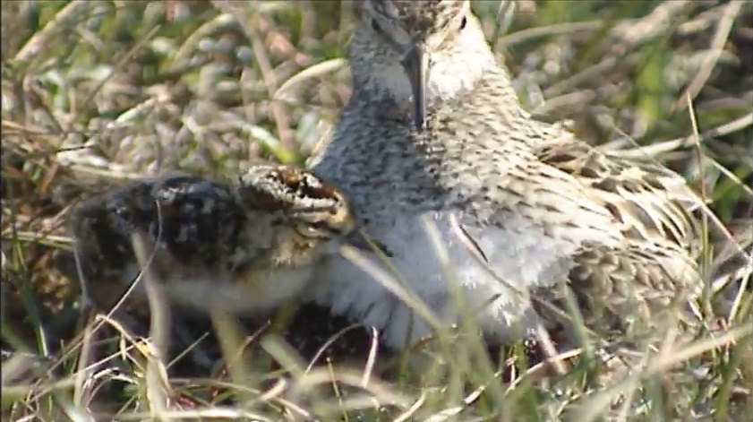 Alaska research birds chick with mother
