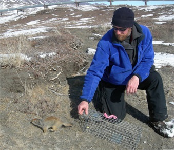 Arctic ground squirrel North Slope field research. (Loren Buck)