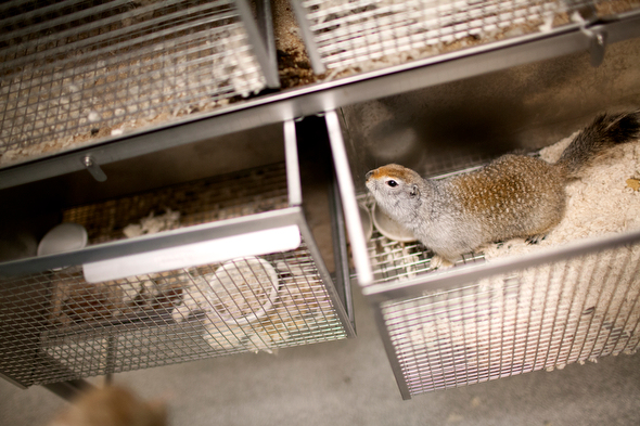 An arctic ground squirrel in a research lab in the Integrated Sciences Building at the University of Alaska Anchorage Friday, Nov. 9, 2012. Brady Salli is working with professor Loren Buck and postdoctoral fellow Cory Williams to study the circadian rhythms and chronobiology of the animals to determine their sensitivity to extended periods of light and dark and how they know when to hibernate. Ultimately, they hope to correlate the research to human behavior. (Erin Hooley/University of Alaska Anchorage Office of Advancement) / Image Erin Hooley, University of Alaska Anchorage Office of Advancement