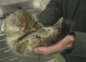 hibernating Arctic ground squirrel lab