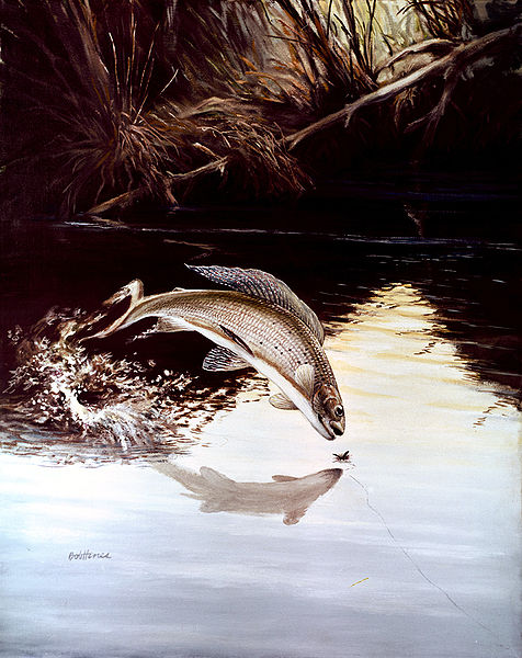 Arctic Grayling (Thymallus arcticus) leaping for a fly fisherman's bait. / Courtesy artist Robert W. Hines, U.S. Fish and Wildlife Service