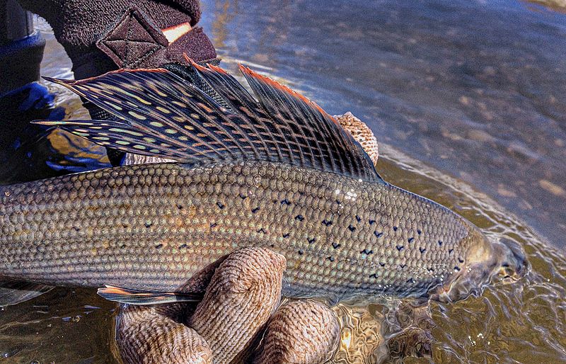 Arctic grayling (Thymallus arcticus) ; this male shows the iridiscent, colored dorsal fin of the species. / Courtesy U.S. Fish and Wildlife Service