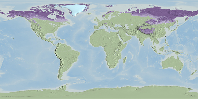 Permafrost areas are shown in lavender over light green continents. Darkest lavender represents continuous permafrost, transitioning to discontinuous then isolated permafrost coverage. / Courtesy Cindy Starr, NASA Scientific Visualization Studio