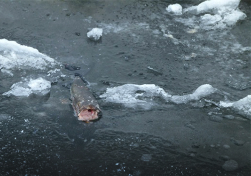 partially eaten Arctic grayling fish