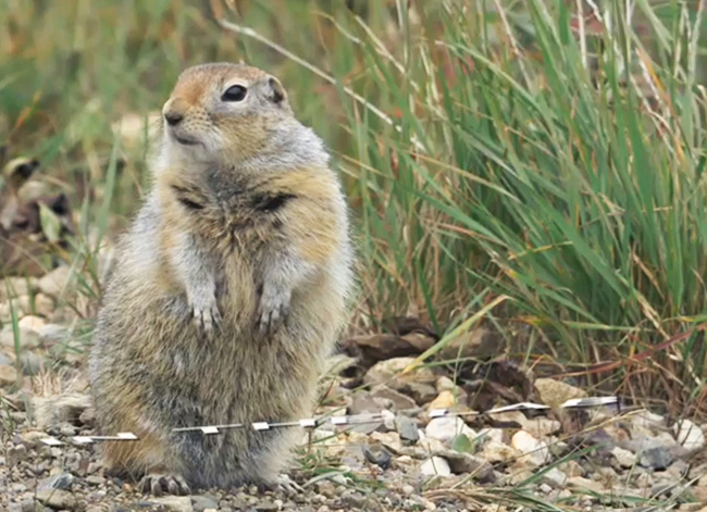 Arctic ground squirrel stands at alert in Denali National Park & Preserve. / FrontierScientists footage