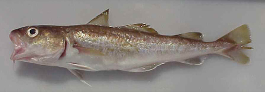 Pacific Cod junvenile