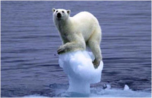 Polar bears swim long distances